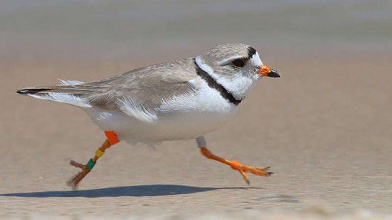 A Great Lakes piping plover is captured in this file photo. (Vince Cavalieri / U.S. Fish and Wildlife Service)