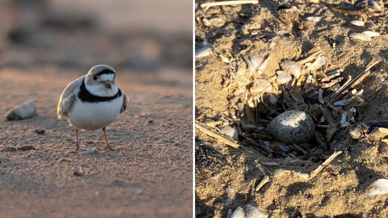 Left: Native-born Imani at Montrose Beach, April 2023. (Courtesy of Matthew Dolkart) Right: A piping plover egg – a product of piping plover pair Imani and Searocket – recently spotted at Montrose Beach. (Courtesy of Chicago Park District)