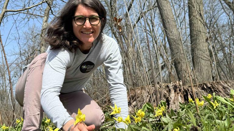 Gretel Kiefer checks in on rare yellow trout lily at Chicago Botanic Garden’s McDonald Woods. (Patty Wetli / WTTW News)