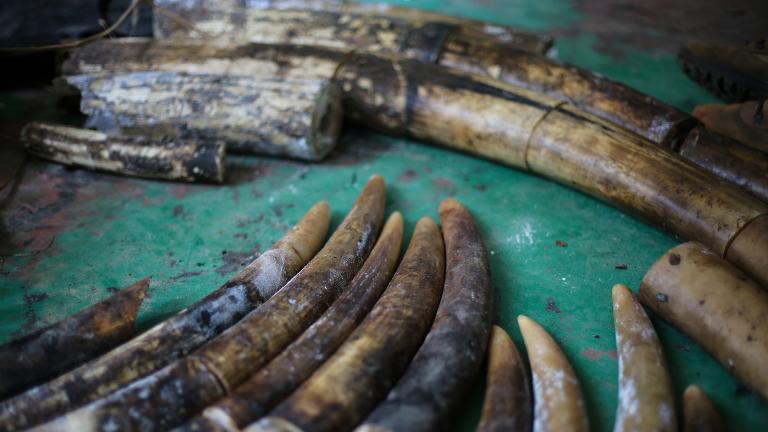 Ivory seized Feb. 2 from poachers convicted of killing 11 elephants in and around Nouabale-Ndoki National Park in the Republic of Congo. (Z. Labuschagne / Wildlife Conservation Society)