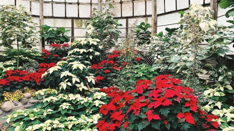 Lincoln Park Conservatory's annual winter flower show has a candy-cane theme of red and white poinsettias. (Lincoln Park Conservancy / Facebook)