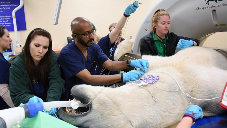 Chicago Zoological Society veterinary staff position Hudson, Brookfield Zoo’s 12-year-old male polar bear, in preparation for a CT scan. (Jim Schulz / Chicago Zoological Society) 