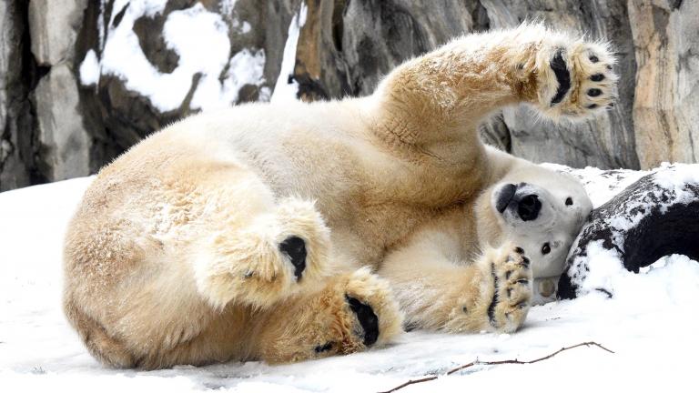 Hudson, Brookfield Zoo’s 14-year-old polar bear, frolics in the snow. (Jim Schulz / Chicago Zoological Society)