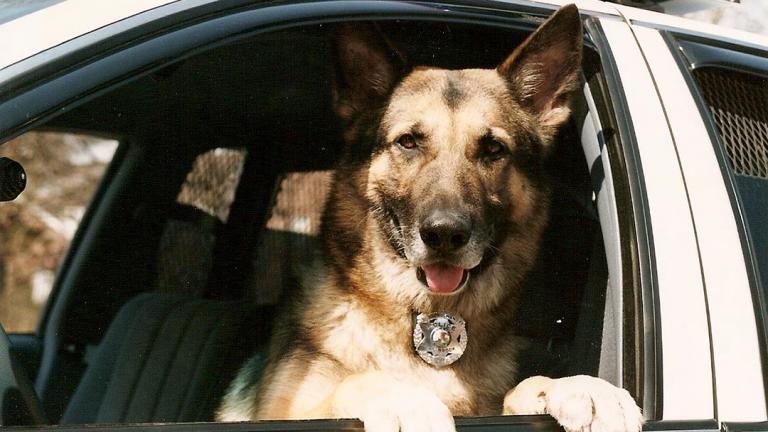 K-9 Officer Marlo served with the Oak Brook Police Department from 1993-2000. (Randy Mucha)