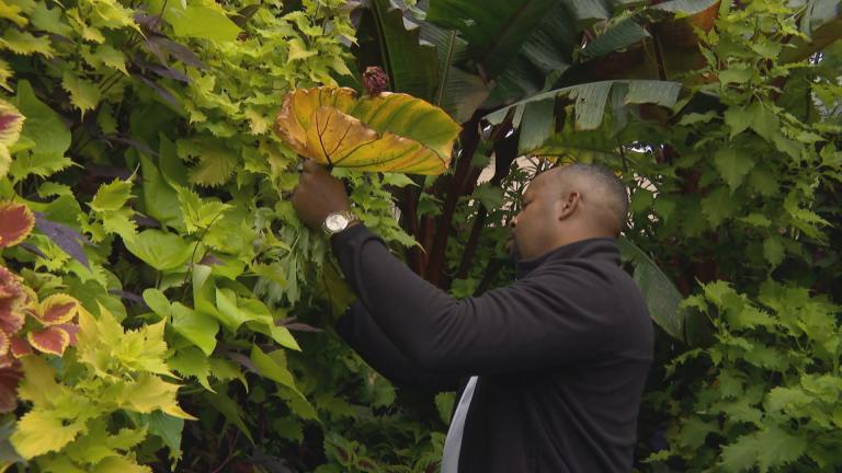 Deronis Cooper works in his garden in Garfield Park. (WTTW News)