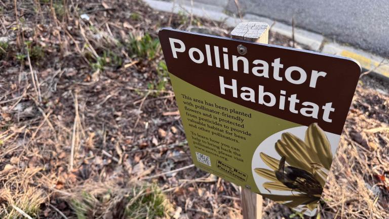 Pollinator gardens are growing in popularity, but there's more than one of creating pollinator-friendly habitat, research shows. (Patty Wetli / WTTW News)