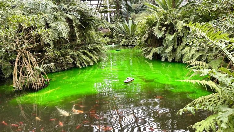For the first time since the COVID-19 pandemic, the traditional St. Patrick's Day dye job is back at Garfield Park Conservatory, March 13, 2026. (Patty Wetli / WTTW News). 
