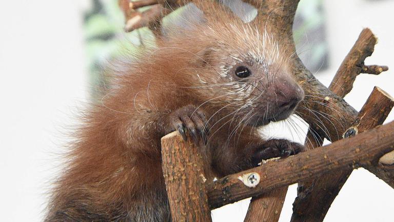 Brookfield Zoo’s porcupette, born March 19. (Jim Schulz / CZS-Brookfield Zoo)