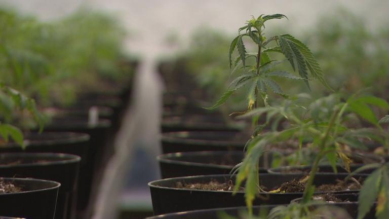 (WTTW News) (WTTW News)
