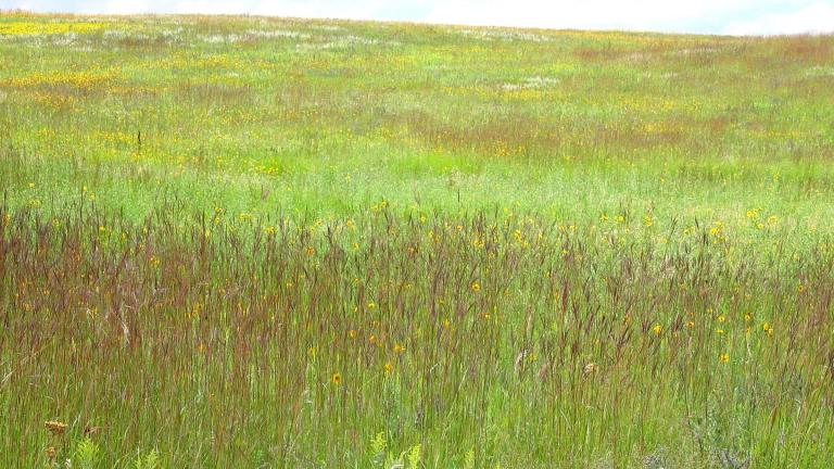 Big bluestem grass creates a colorful burgundy ribbon in a prairie. (Laura Hubers / U.S. Fish and Wildlife Service)