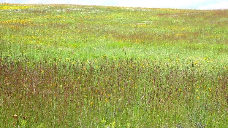 Big bluestem grass creates a colorful burgundy ribbon in a prairie. (Laura Hubers / U.S. Fish and Wildlife Service)