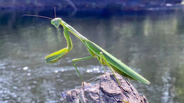 A praying mantis on the Paw Paw River. (Jay Shefsky / WTTW News)