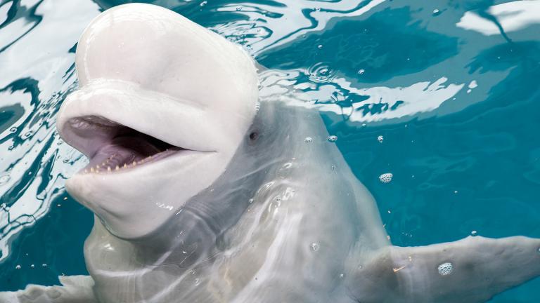 Mauyak, one of eight beluga whales at Shedd Aquarium (Brenna Hernandez / Shedd Aquarium) Mauyak, one of eight beluga whales at Shedd Aquarium (Brenna Hernandez / Shedd Aquarium)