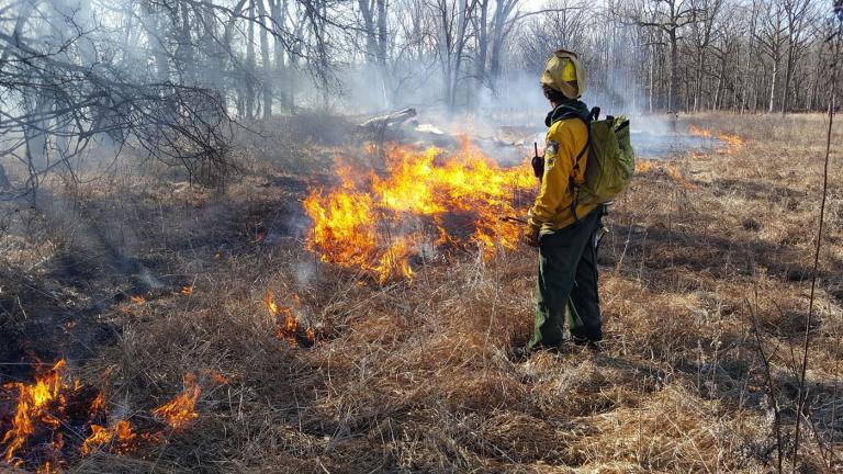 Prescribed burn in Cook County. (Kelly Bougher / Forest Preserve District of Cook County)