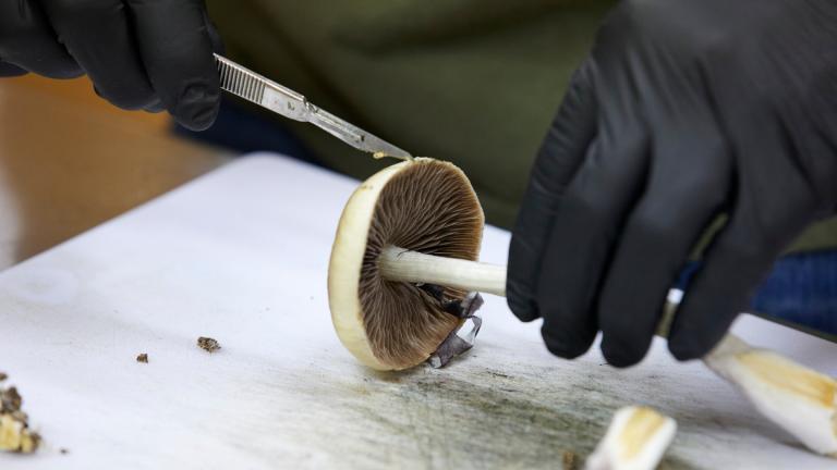 A grower cuts psilocybin mushrooms to prepare for distribution in Springfield, Ore., Monday, Aug. 14, 2023. (AP Photo / Craig Mitchelldyer, File)