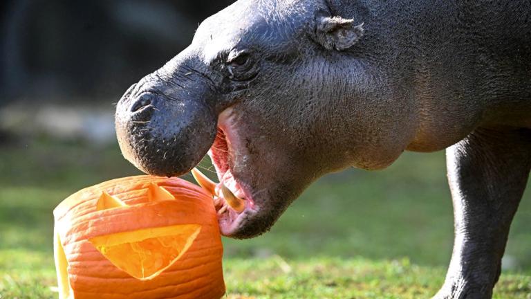 Banana, a 4-year-old pygmy hippopotamus at Brookfield Zoo, takes a bite out of her Halloween treat. (Jim Schulz / CZS-Brookfield Zoo)