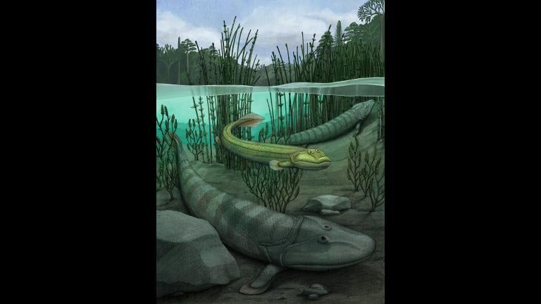 An illustration of Qikiqtania wakei (center) in the water with its larger cousin, Tiktaalik roseae. (Credit: Alex Boersma)