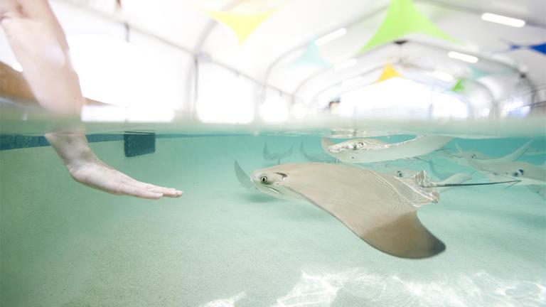 Visitors can get up close and personal with cownose rays at Shedd Aquarium's seasonal exhibit "Stingray Touch." (Courtesy Shedd Aquarium)