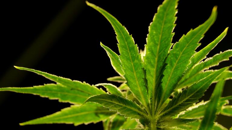 FILE - In this Friday, March 22, 2019, file photo, a marijuana plant is visible at Compassionate Care Foundation's medical marijuana dispensary in Egg Harbor Township, N.J. (Julio Cortez / AP Photo, File)