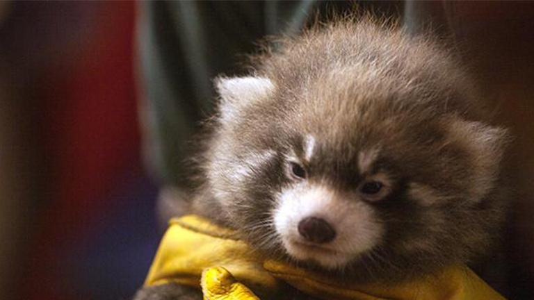 Waveland, a female red panda cub, is examined by Lincoln Park Zoo staff on July 26. (Lincoln Park Zoo)