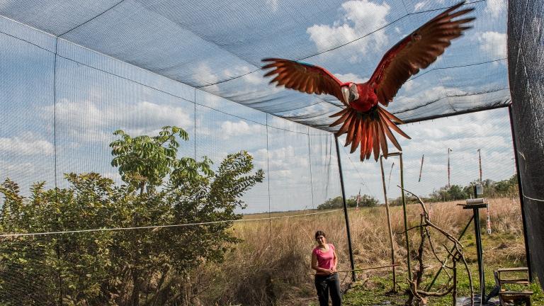 A green-winged macaw being trained prior to its release in the Iberá Park in Corrientes, Argentina (Beth Wald / Lincoln Park Zoo)
