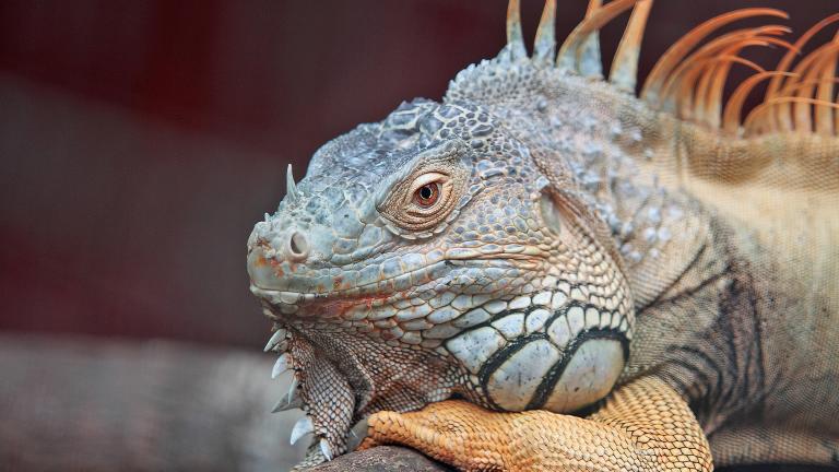 Scales in spades: See more than 200 species this weekend at ReptileFest. (Pexels / Pixabay)
