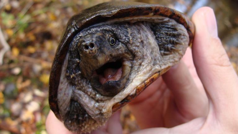 A common musk turtle (Colin Osborn / U.S. Fish and Wildlife Service)