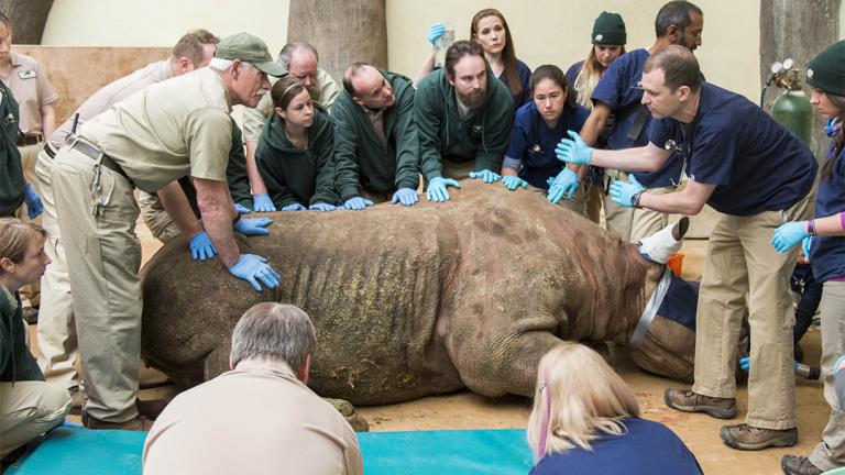 (Courtesy Chicago Zoological Society)