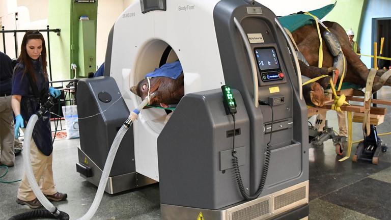 Michelle Soszynski, a senior veterinary technician at Brookfield Zoo, monitors Layla, a 7.5-year-old eastern black rhinoceros, as she receives a CT scan inside Brookfield Zoo’s Pachyderm House. (Jim Schulz / Chicago Zoological Society)
