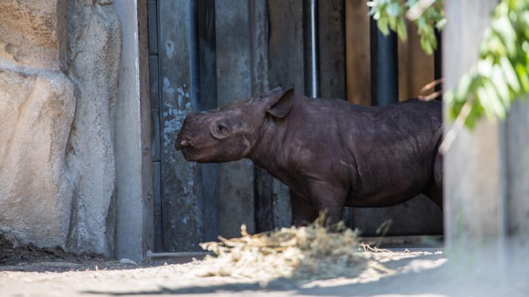 A critically endangered black rhino calf made its first public appearance Tuesday, June 18, 2019 at the Lincoln Park Zoo. (Christopher Bijalba / Lincoln Park Zoo) A critically endangered black rhino calf made its first public appearance Tuesday, June 18, 2019 at the Lincoln Park Zoo. (Christopher Bijalba / Lincoln Park Zoo)