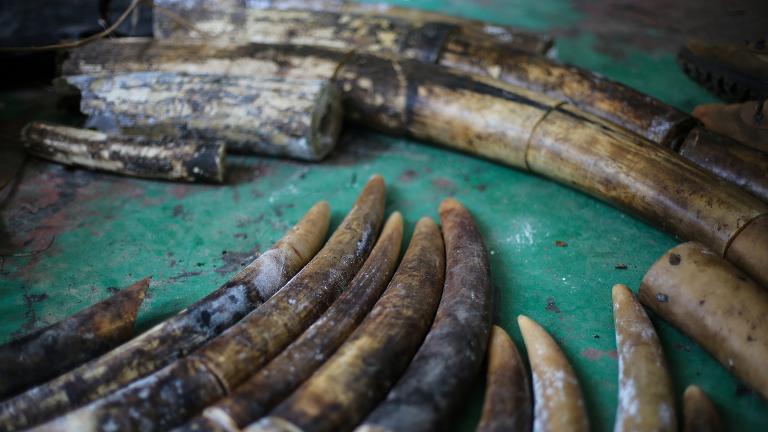 Ivory seized Feb. 2, 2018 from poachers convicted of killing 11 elephants in and around Nouabale-Ndoki National Park in the Republic of Congo. (Z. Labuschagne / Wildlife Conservation Society) Ivory seized Feb. 2, 2018 from poachers convicted of killing 11 elephants in and around Nouabale-Ndoki National Park in the Republic of Congo. (Z. Labuschagne / Wildlife Conservation Society)