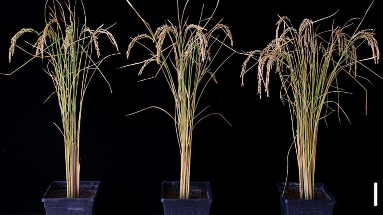 A photograph of rice plants in a study performed by a team from the University of Chicago. Researchers found that by adding a gene that encodes for a protein called FTO both rice and potato plants increased yields by 50%. (Courtesy of University of Chicago / Yu et. al.)