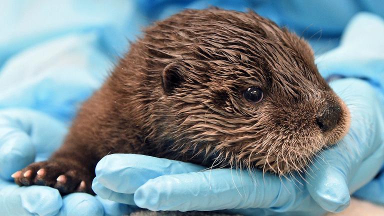 A North American river otter born in February at Brookfield Zoo had to be euthanized after his health declined. (Jim Schulz / Chicago Zoological Society)