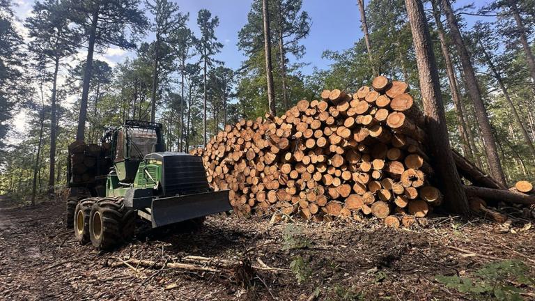 Logging equipment and a pile of felled trees sits less than a mile from the Burke Branch area of the Shawnee, which stands to lose federal protections from new road construction and timber harvesting under a proposal from the Trump administration. (Kate McCann / Capitol News Illinois)