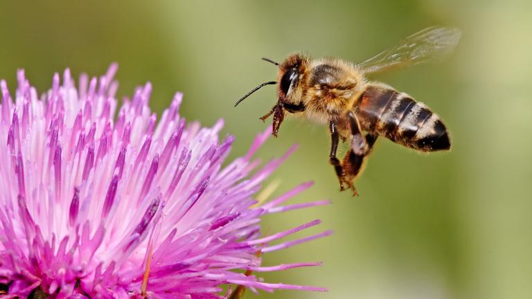 Honeybee landing on a milk thistle flower; image credit: Wikimedia Commons