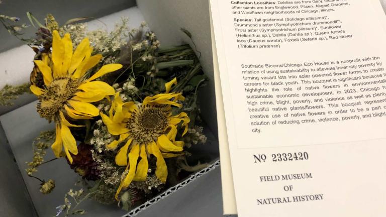 This bouquet, grown and arranged by Englewood-based Southside Blooms, is now part of the Field Museum’s permanent Economic Botany collection. (Patty Wetli / WTTW News)