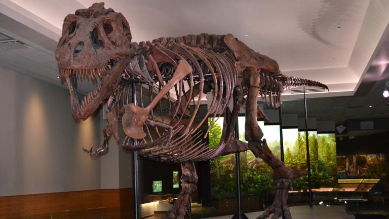 Sue the T. Rex inside a new “private suite” at the Field Museum (Photos by Alex Ruppenthal / WTTW) 