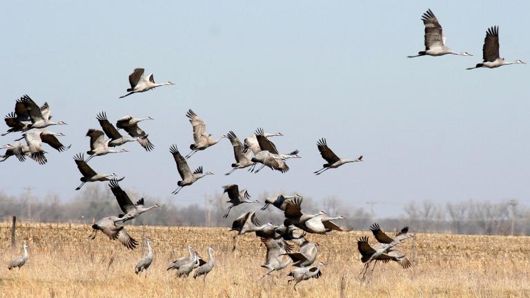 Sandhill cranes. (ladymacbeth / Pixabay)