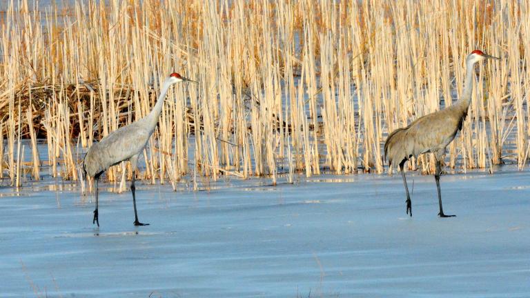 Sandhill cranes. (U.S. Fish and Wildlife Service Midwest Region)