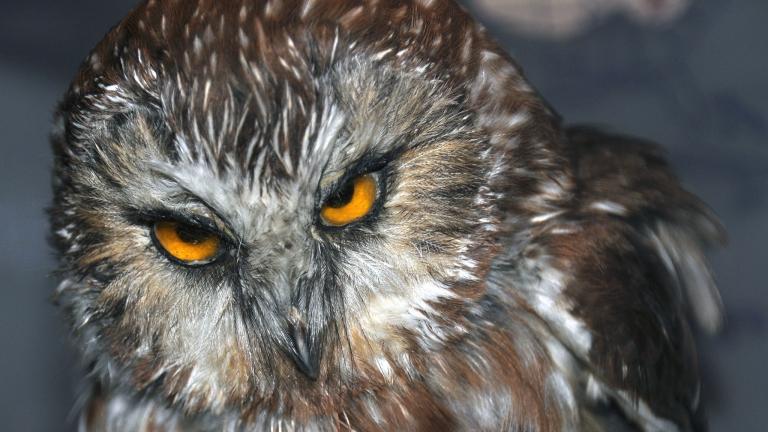 Northern Saw-whet owl. (James St. John / Flickr)