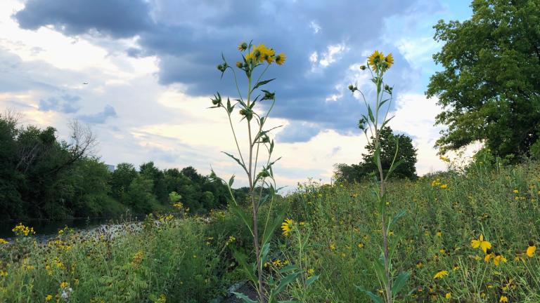 The Sawtooth Sunflower, a native perennial species, is one of late summer's towering giants in the Chicago region's natural areas. (Patty Wetli / WTTW News)
