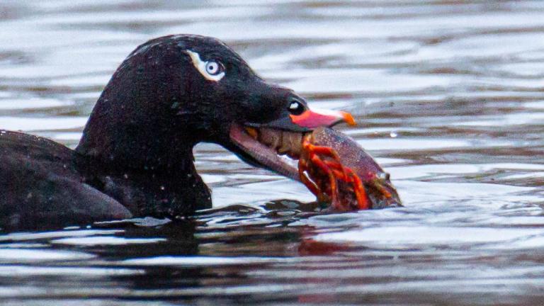 A white-winged scoter dined out on invasive red swamp crayfish in River Park, on the North Branch of the Chicago River, in early February. (Courtesy of Mike McCawley)