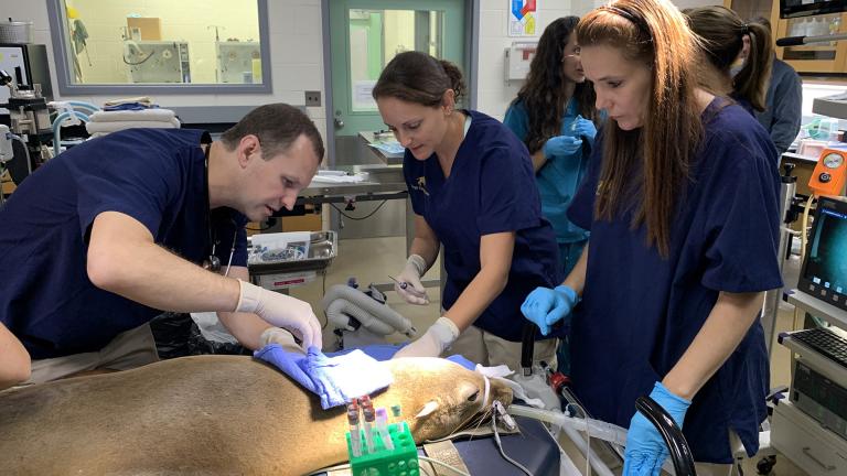 Sabiena, one of Brookfield Zoo’s two newly adopted California sea lions, is examined by members of the zoo’s medical team on Tuesday, Sept. 24, 2019. (Jay Shefsky / WTTW News)