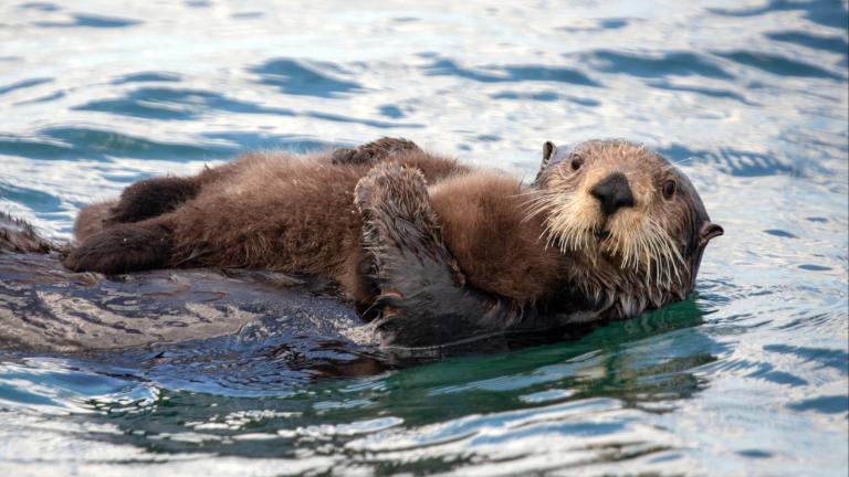 A sea otter mom with pup in the wild. Shedd Aquarium is participating in a groundbreaking surrogacy program that's helping rescued pups return to the ocean. (htrnr / iStock)