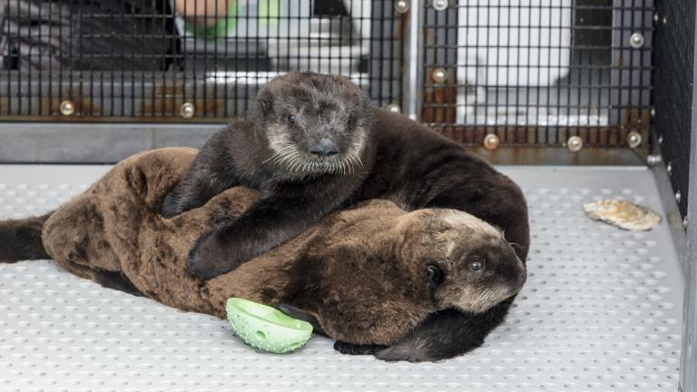 Two sea otter pups arrived at Shedd Aquarium on July 8, 2019, after being rescued in California. (Brenna Hernandez / Shedd Aquarium) 