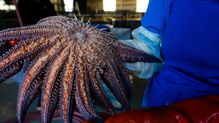 In this photo provided by the Hakai Institute, Hakai Institute research scientist Alyssa Gehman checks on an adult sunflower sea star at the U.S. Geological Survey's Marrowstone Marine Field Station in Washington state in 2021. (Kristina Blanchflower / Hakai Institute via AP)