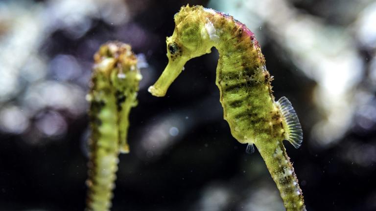 Seahorses. (Wal_172619 / Pixabay)