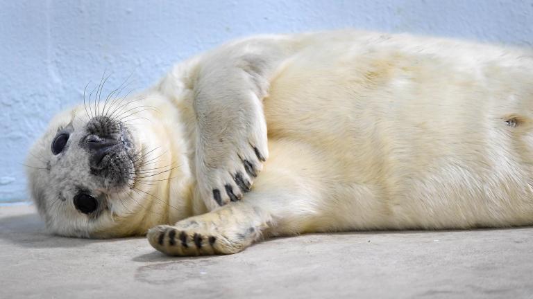 A male gray seal was born at Brookfield Zoo on Dec. 26. (Jim Schulz / Chicago Zoological Society)