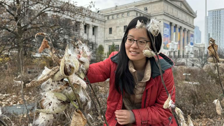 Catherine Hu, conservation ecologist at the Field Museum, gathers milkweed seed in the Rice Native Garden. (Patty Wetli / WTTW News)
