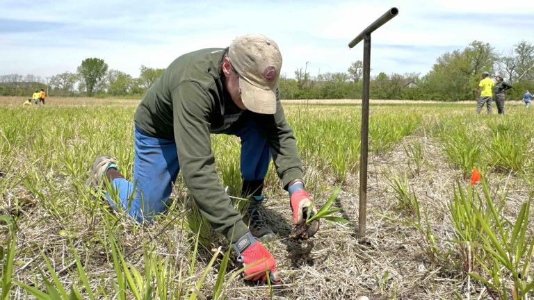 Volunteer Mary Ann Maglia helps create a wild native seed garden that will form a prairie of its own across from Orland Grassland, while also producing seed for other habitat restoration projects within Cook County forest preserves, May 7, 2025. (Patty Wetli / WTTW News) 